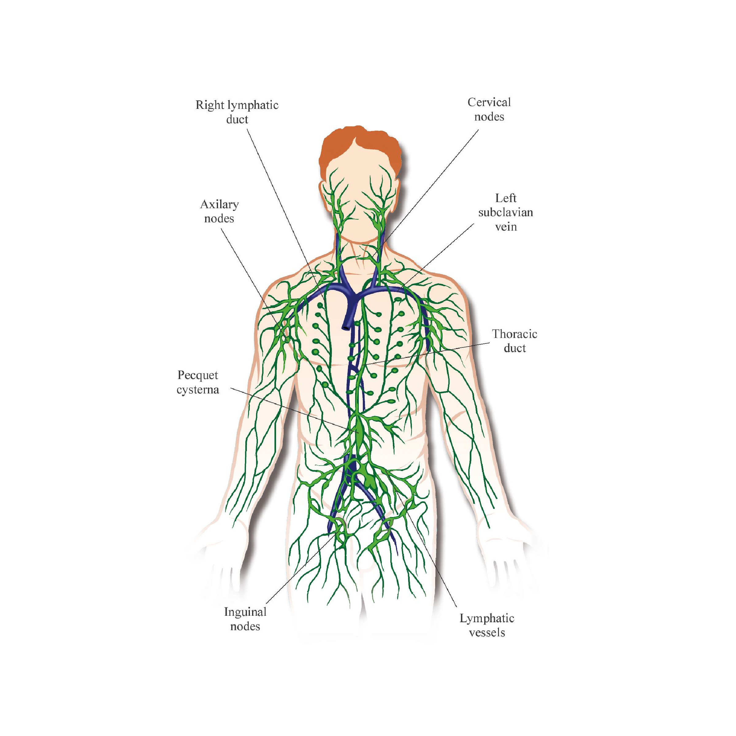 Drawing of the lymphatic system. Image used under license from Shutterstock.com