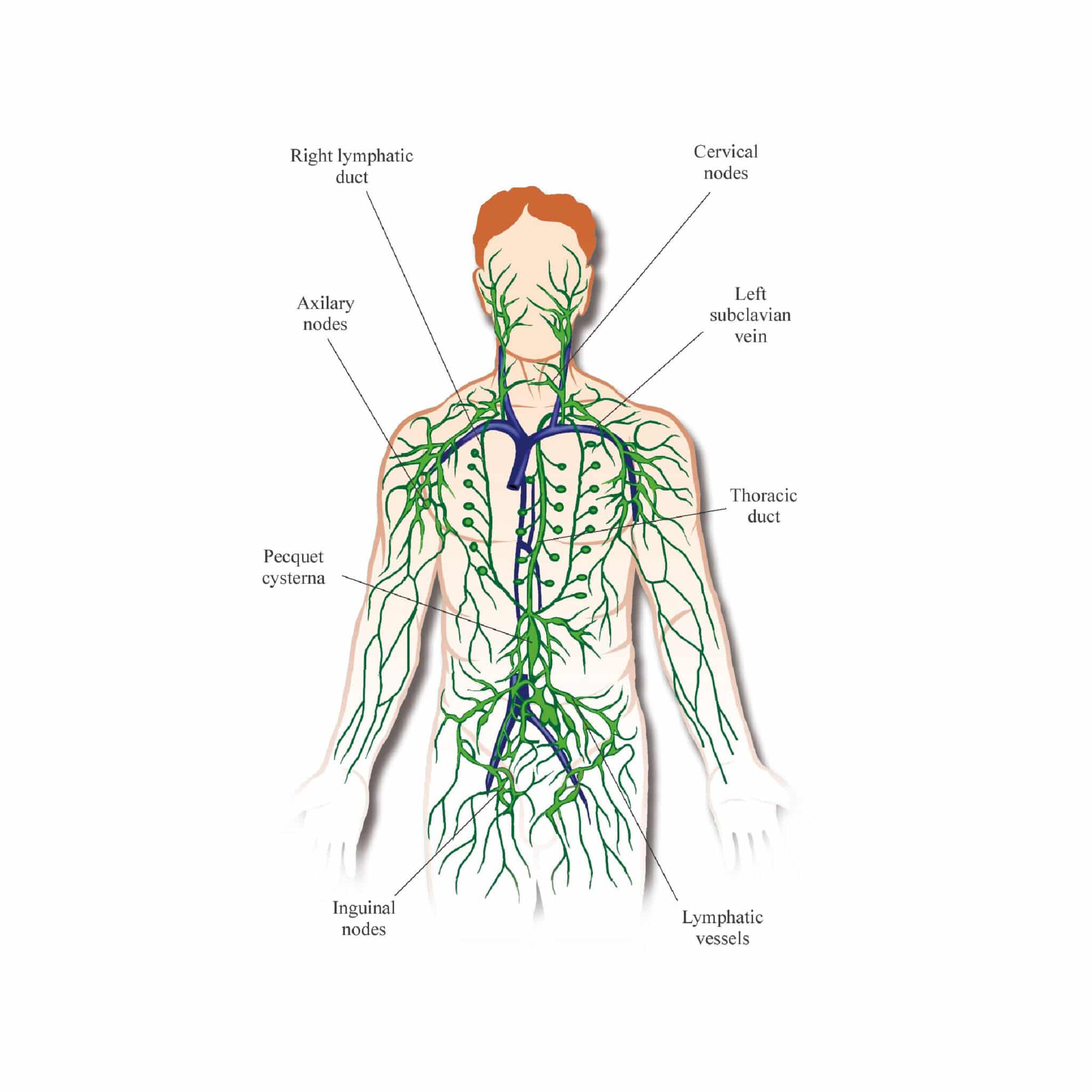 Drawing of the lymphatic system. Image used under license from Shutterstock.com