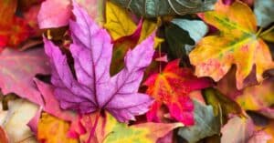Letting Go with the Seasons: Supporting Your Lungs and Colon in Autumn