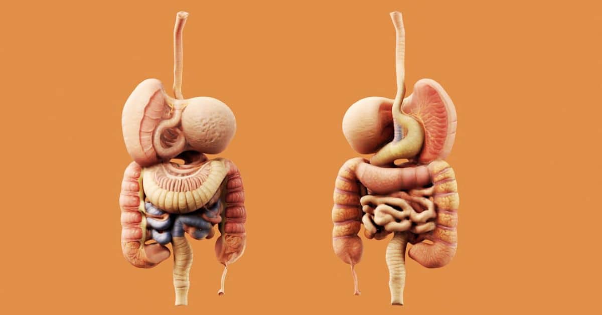 Understanding Colon Health: Common Conditions and Natural Solutions