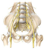 Lumbar Plexus