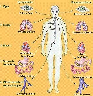 Nervous System