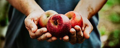 Apples in Hand