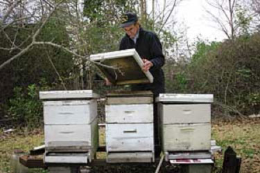 bees-hives