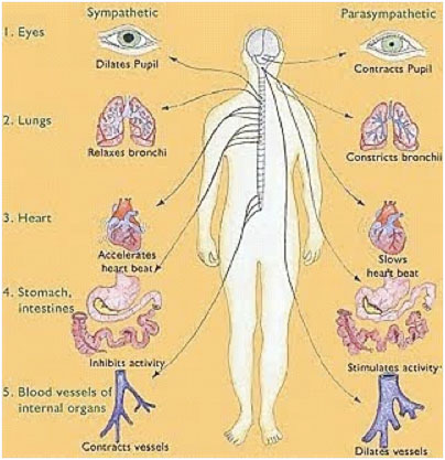 nov-2011-lumbardiagram