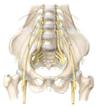 nov-2011-pelvicbone